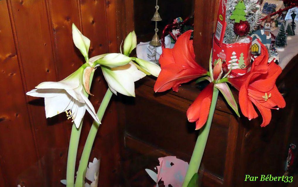Notre amaryllis ...