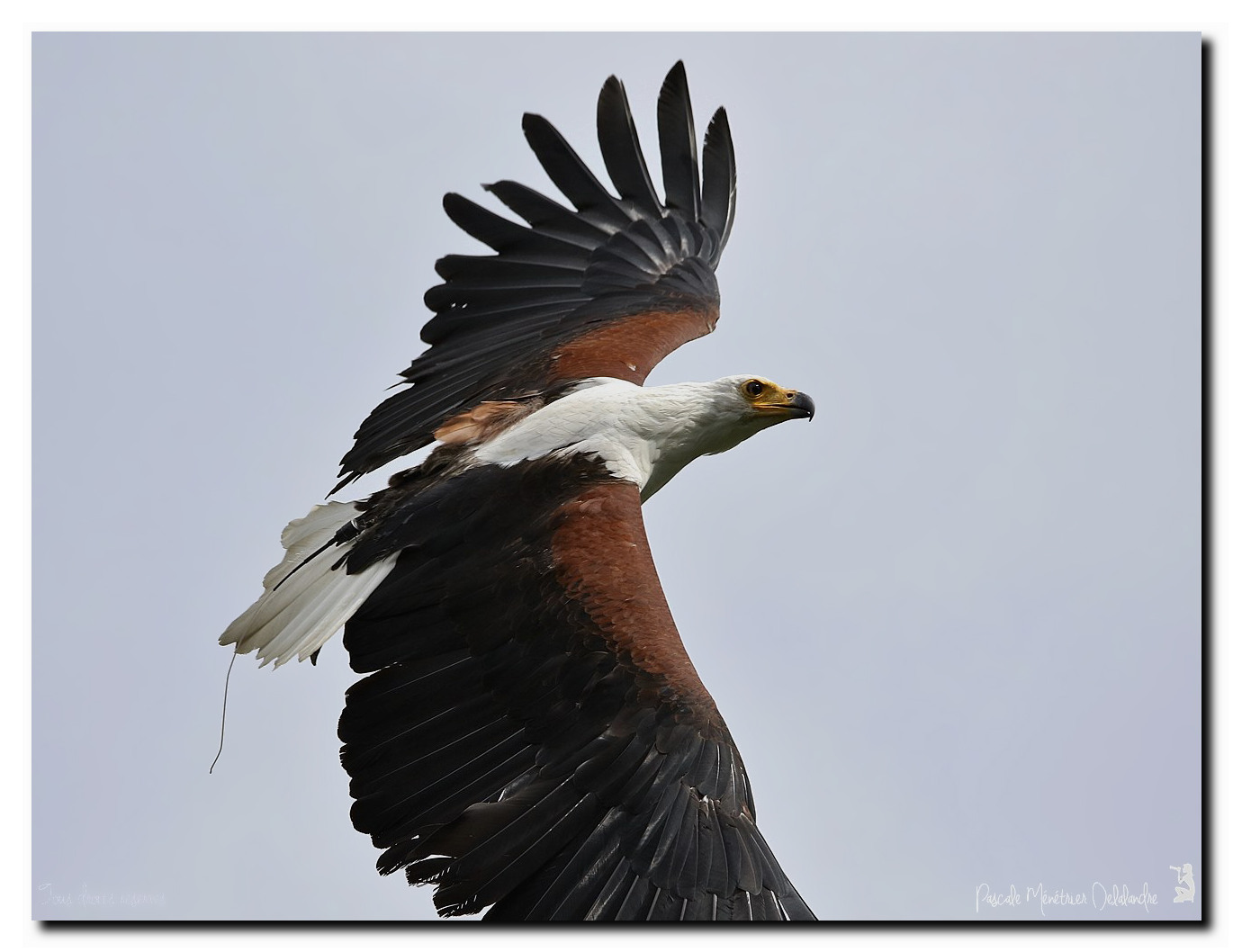 Pygargue vocifère - Haliaeetus vocifer - African Fish Eagle