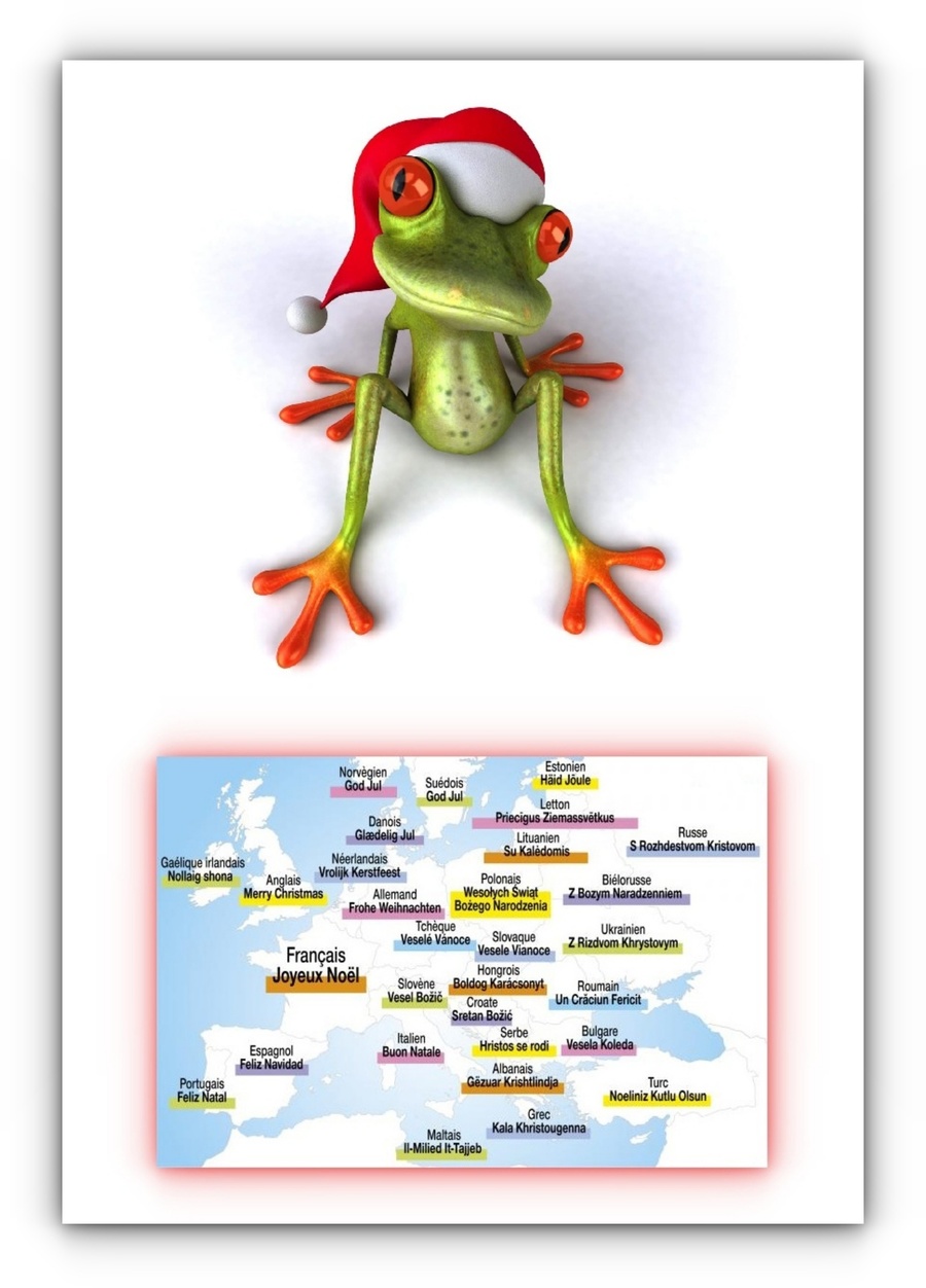 L'élégance du Chardonneret