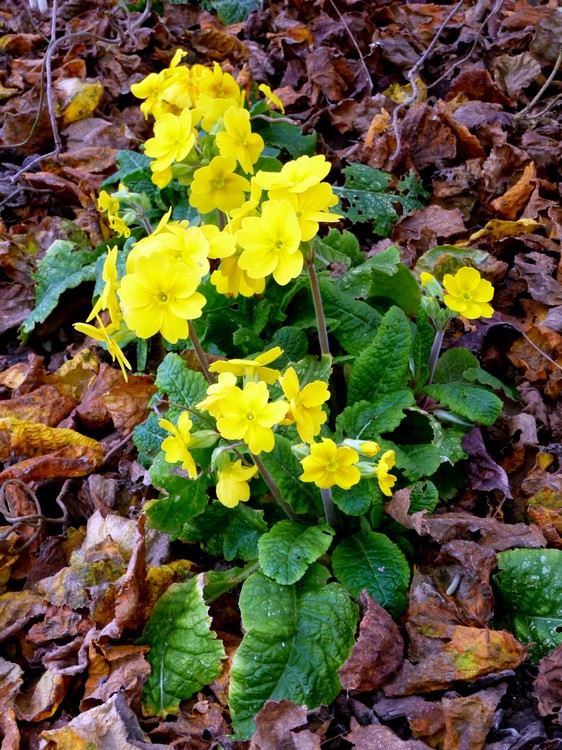 Jardin des plante, le 20 décembre 2015