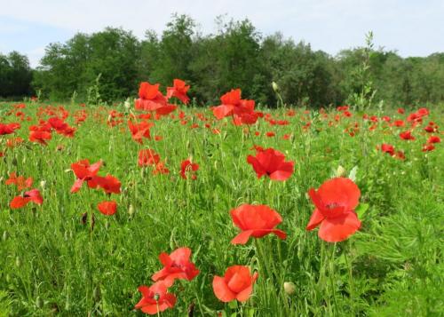Randonnée "Au fil de l'eau" à Ners