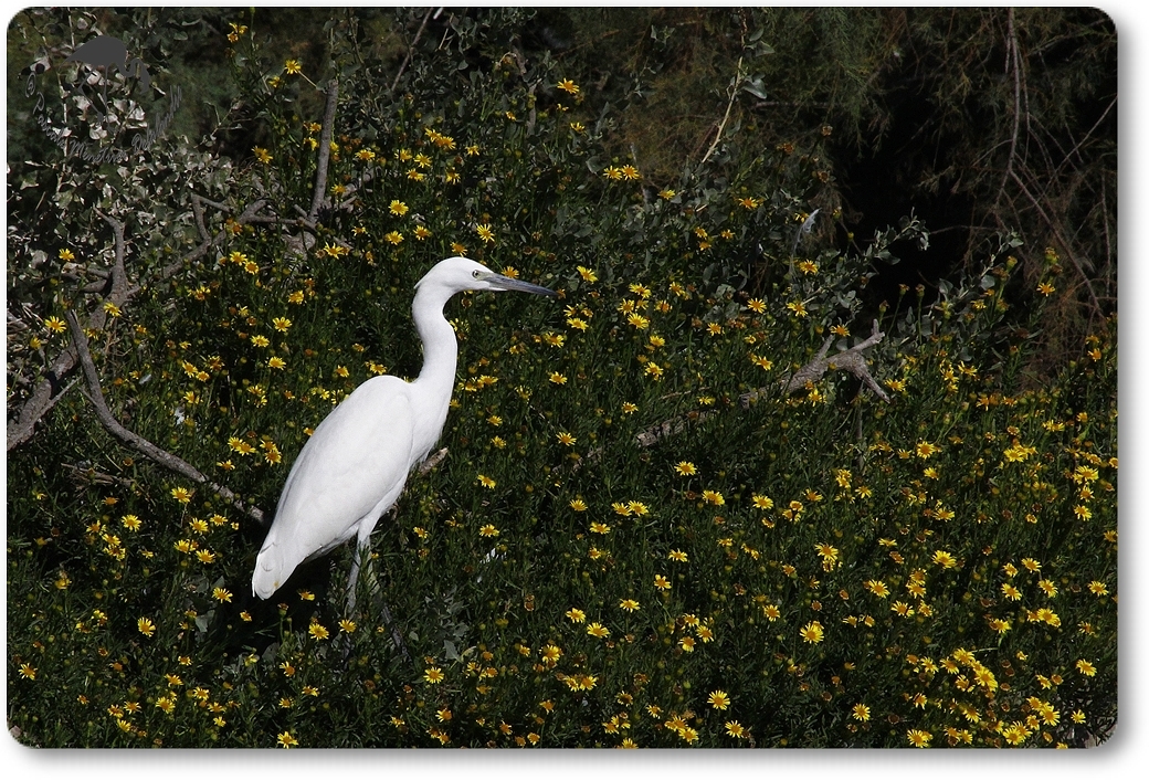 Aigrette garzette...