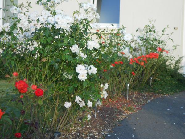 Un petit tour de jardin ... !!!