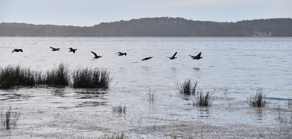 Oies bernaches en vol - février 2024...