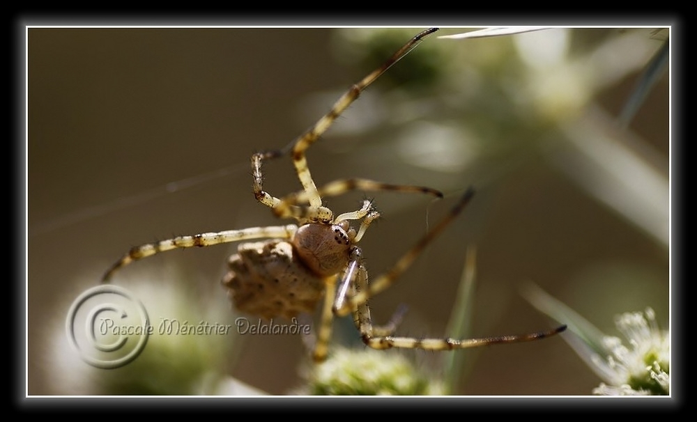 Araignée Argiope lobata...