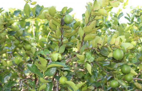 Village de Ban  Ta Pa Pao