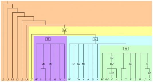 2 - Les marqueurs génétiques humains