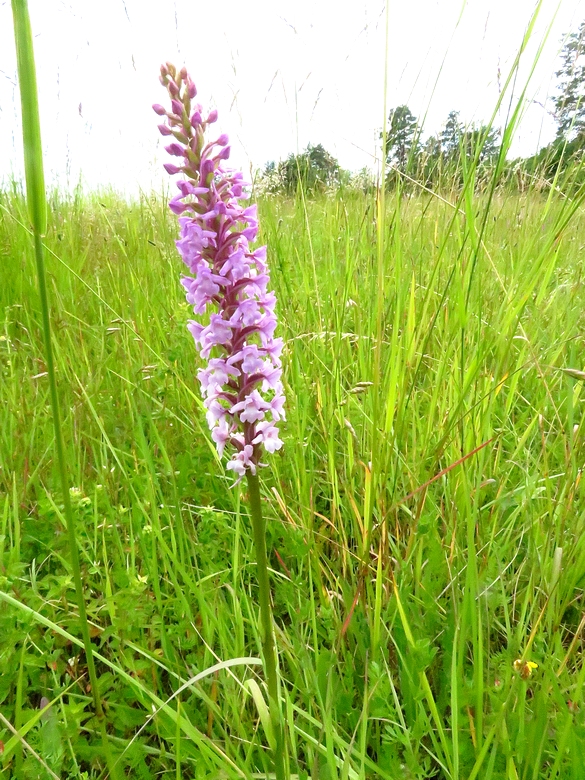 Les orchidées sauvages du Châtillonnais ont fleuri en grand nombre pendant ce printemps 2024