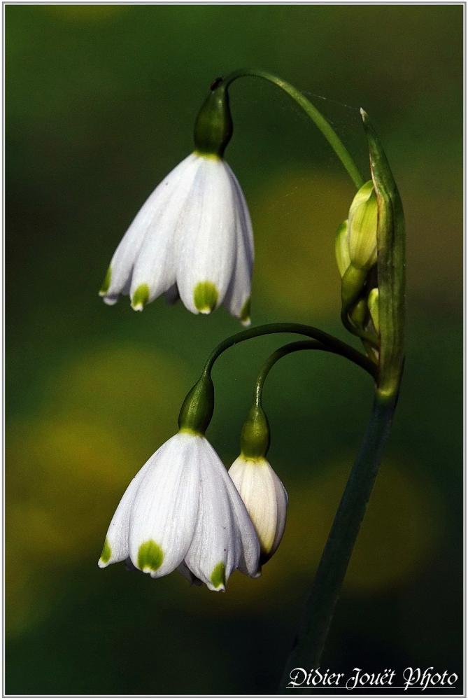 Nivéole de Printemps (2) - Leucojum vernum