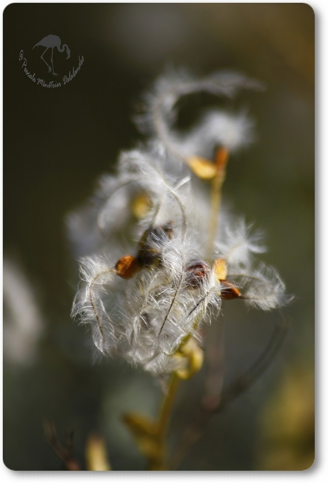 Douceurs d'Automne...