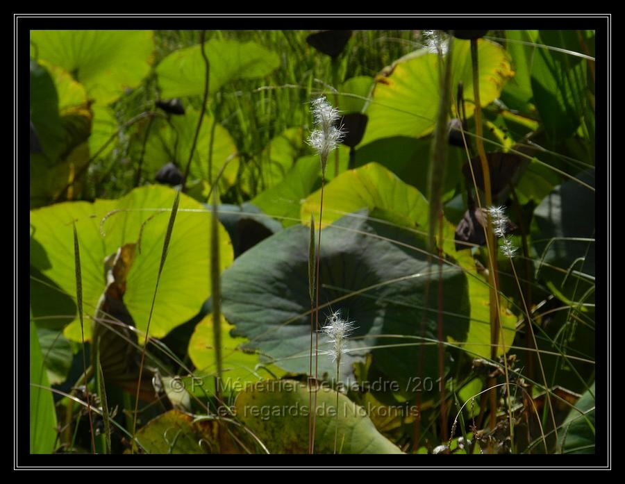Feuilles de Lotus...