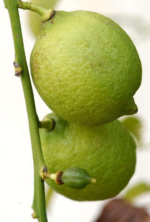 Arbre fruitier  ; Citronnier
