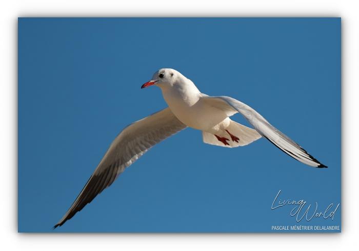 Mouette rieuse