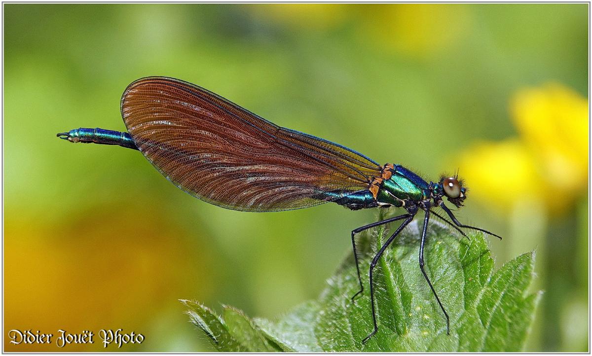 Caloptéryx Vierge (9) Calopteryx virgo / Femelle