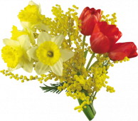 tulipe 