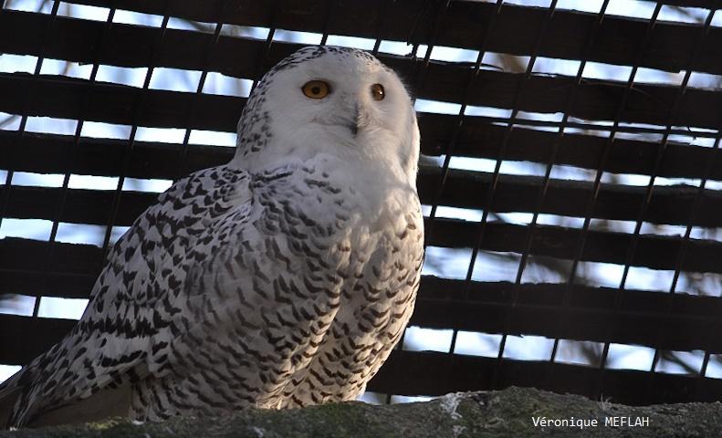 Ménagerie du Jardin des Plantes : L'Harfang des Neiges 