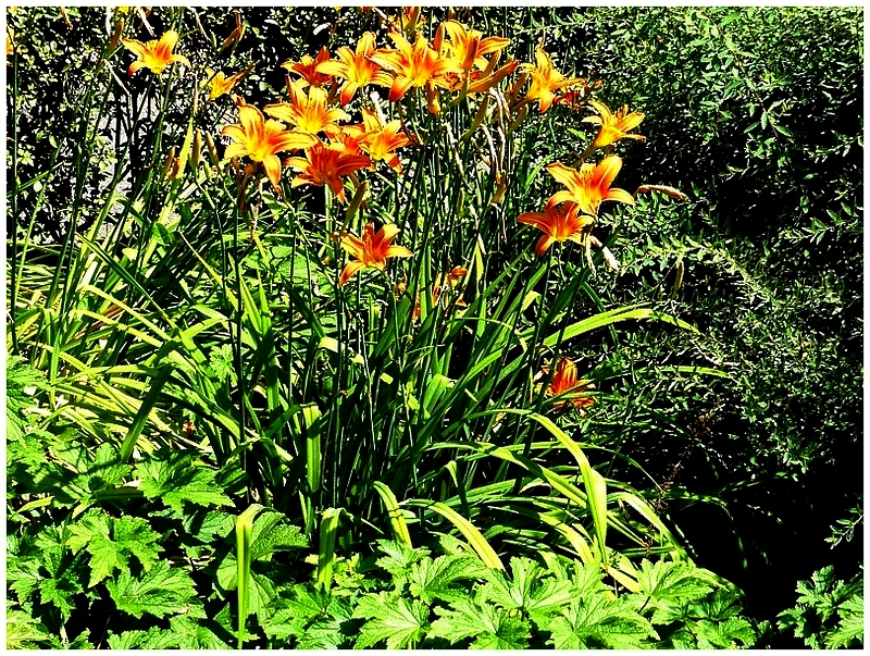Metz / Loin de janvier le temps des fleurs...