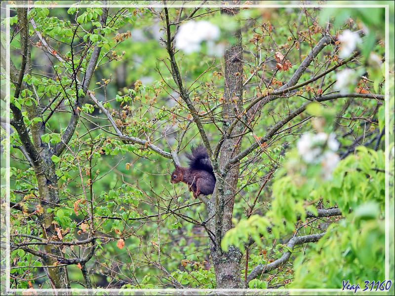 Écureuil d'Eurasie, Écureuil roux (Sciurus vulgaris) - Lartigau - Milhas - 31
