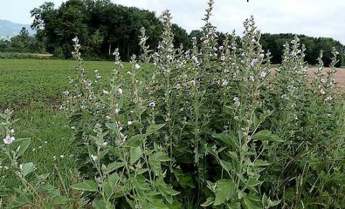 Fleurs cultivées : Guimauve