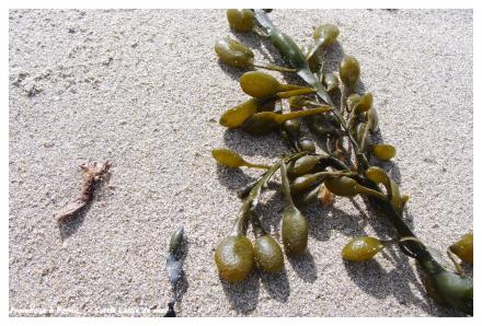 La laisse de mer 