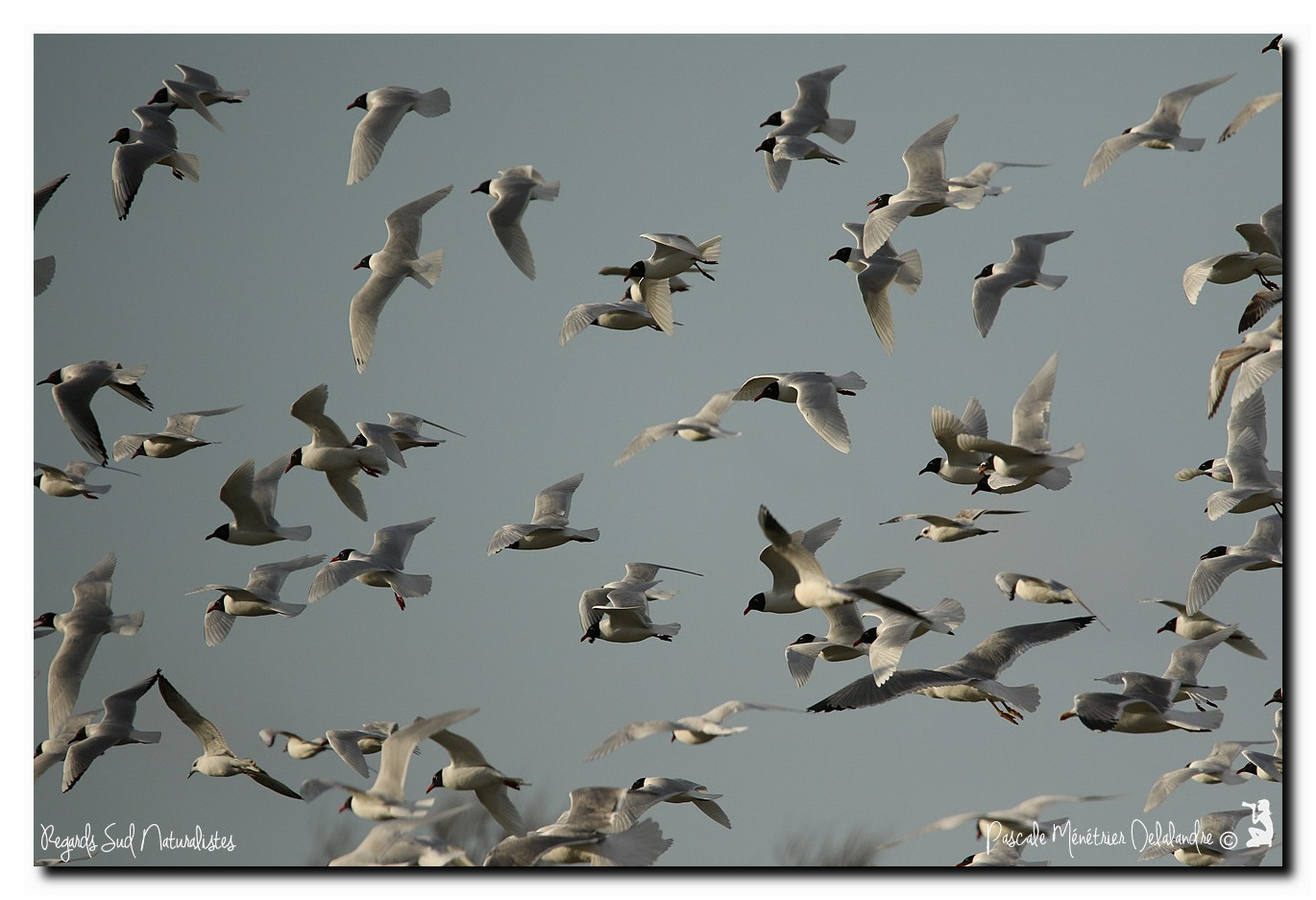 Mouettes mélanocéphales, Mouettes rieuses et Goélands Leucophées
