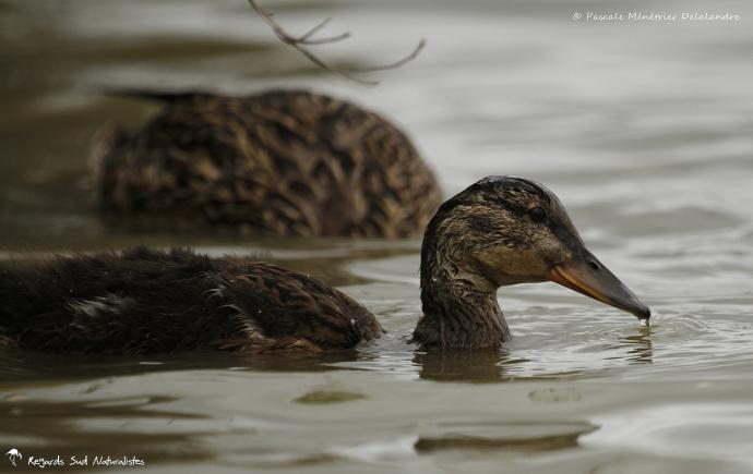 Madame Colvert et sa progéniture