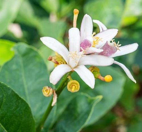 Arbre fruitier  ; Citronnier