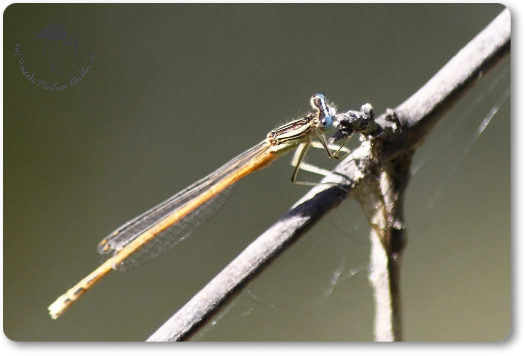 Agrion orangé (Platycnemis acutipennis) mâle