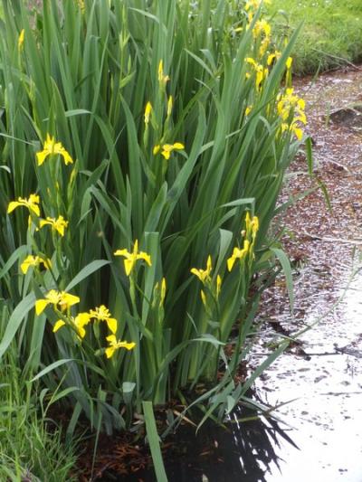 "fleur de glais" ...