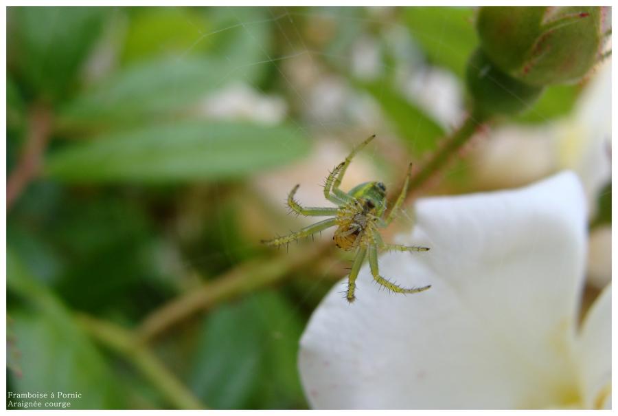 Araignée courge