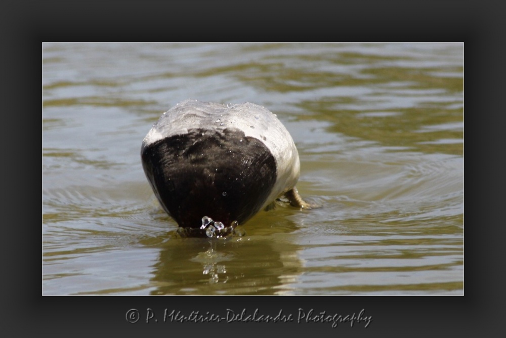 Jeux d'eau d'un fuligule milouin...