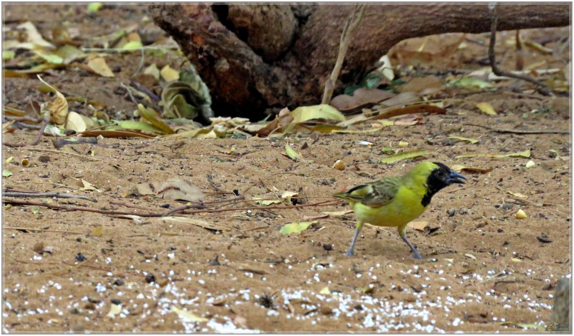 LES OISEAUX DU SENEGAL No 2