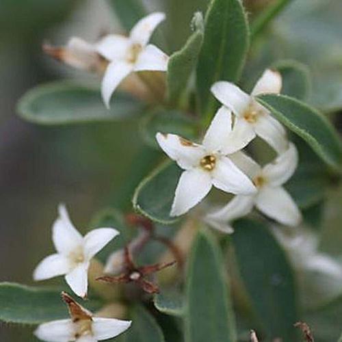Fleur cultivée : Daphné