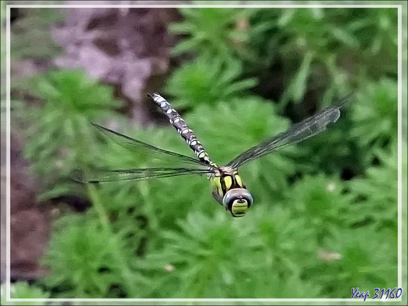 Libellule Æschne bleue mâle en vol, Southern hawker (Aeshna cyanea) - Lartigau - Milhas - 31