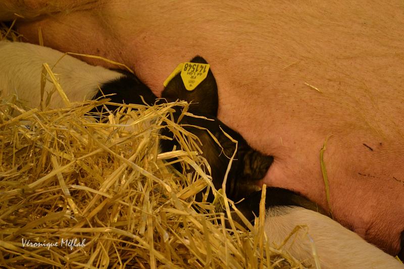 Salon International de l'Agriculture 2015 : Le Porc de race Basque