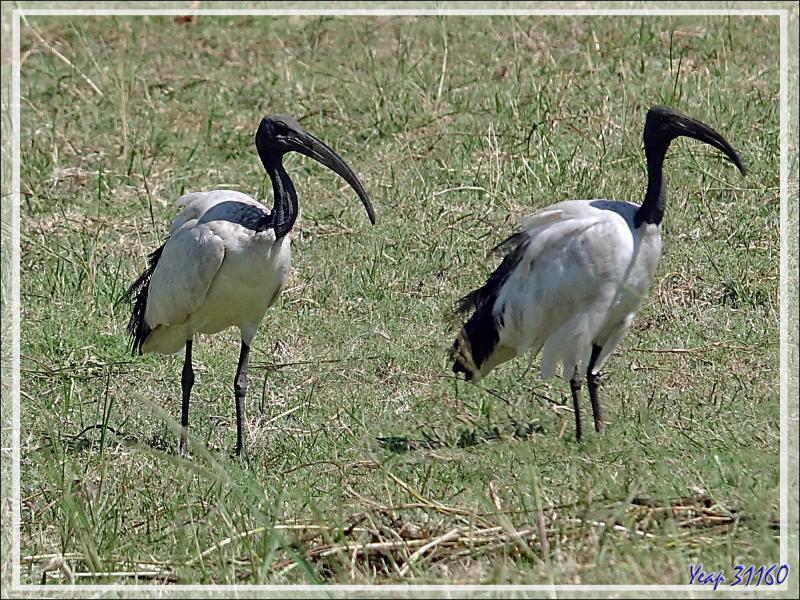 Ibis sacré, African Sacred Ibis (Threskiornis aethiopicus) - Safari nautique - Parc National de Chobe - Botswana