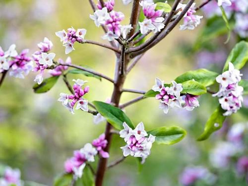 Fleur cultivée : Daphné