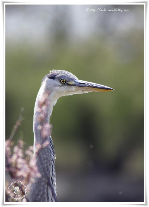 Héron cendré - Ardea cinerea (Pélécaniformes)