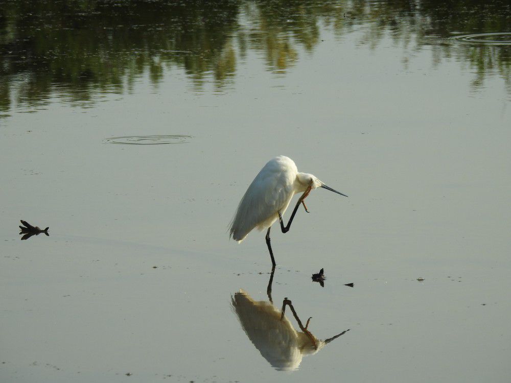 Elégante aigrette, même ébouriffée...