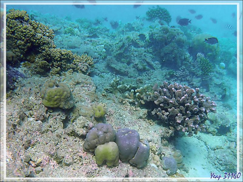 La plongée se termine, dernières photos pendant notre palier 3 minutes à 5 mètres - Plongée à l'île Bijoutier - Seychelles