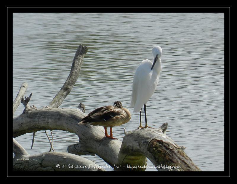 Aigrettes Garzettes, Canard coltvert et Chavalier à cul blanc