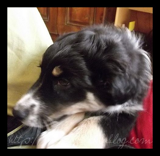 Tranches de vie d'un Australian Shepherd