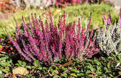 Fleurs de la Toussaint