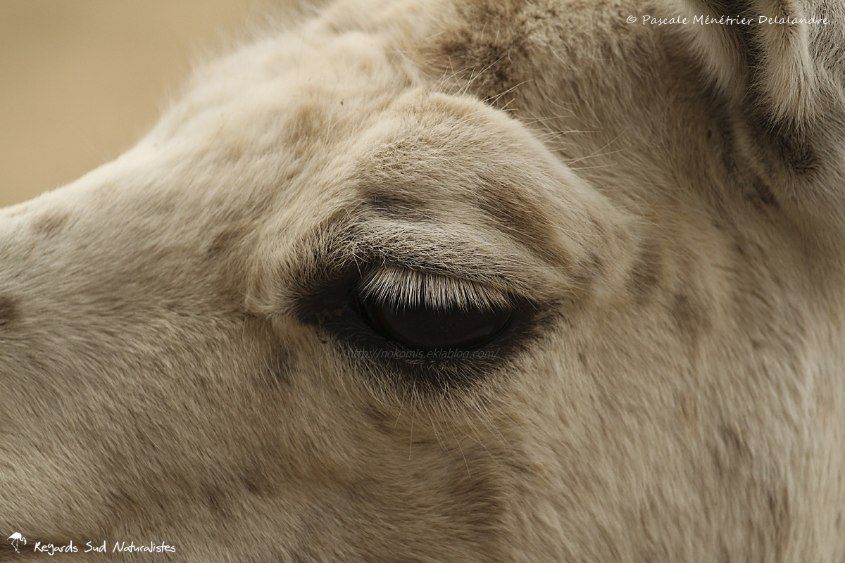 Lama