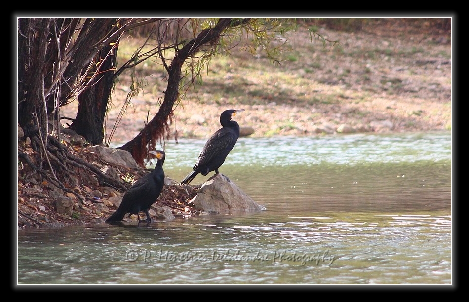 Grands Cormorans (Lac du Crès - Hérault - 34)
