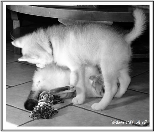 Chat se passe bien ? (5 mars 2015)