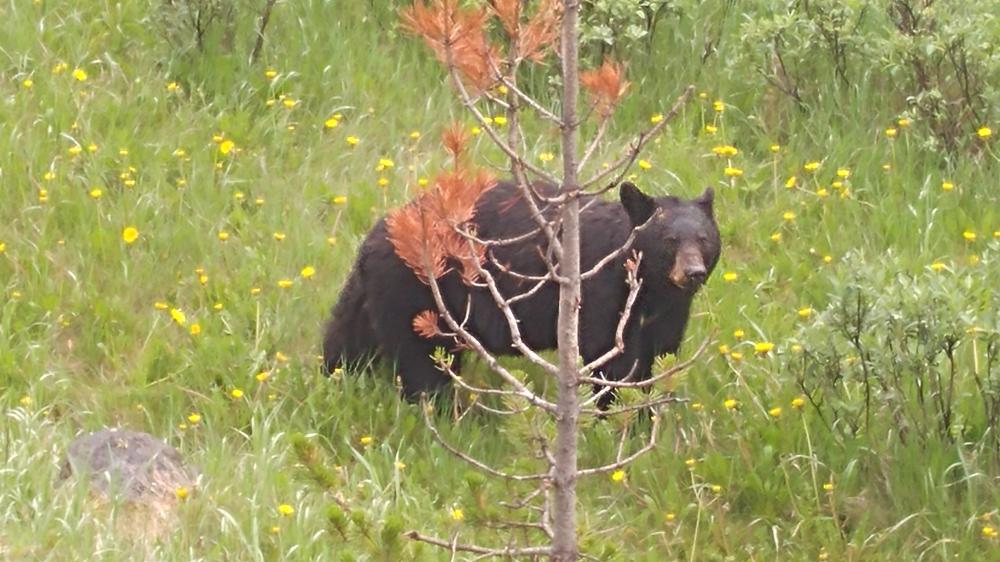 2019 summer vacation: Day twelve - From Edmonton to Jasper