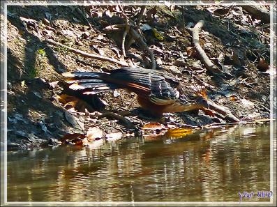 Petite soif pour le Hoatzin huppé (Opisthocomus hoazin) - Inkaterra Hacienda Concepcion - Puerto Maldonado - Pérou