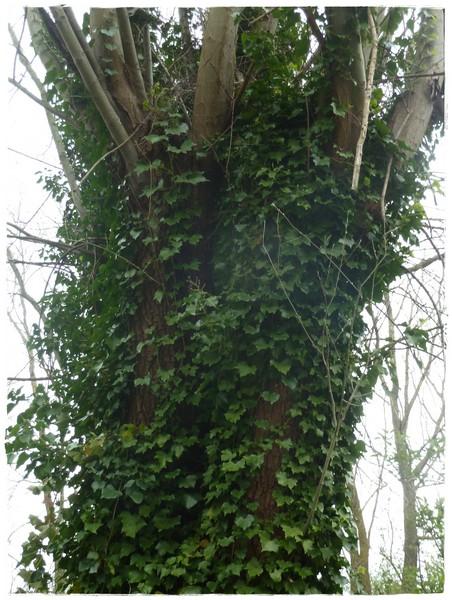 "Une plante attachante" .....