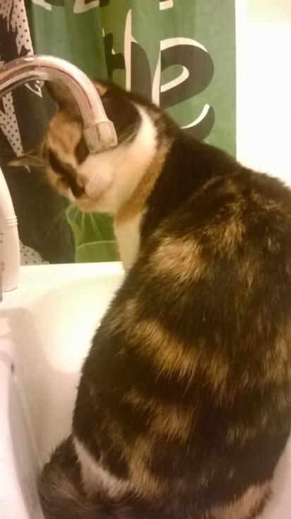 Chipou et son robinet